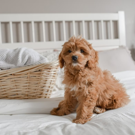 Adorable Cockapoo puppy in bed Adorable Cockapoo puppy